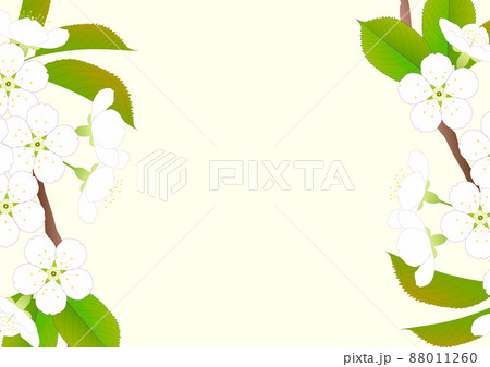 クリーム色の背景にサクランボの白い花と緑色の新葉 文字スペース付き のイラスト素材
