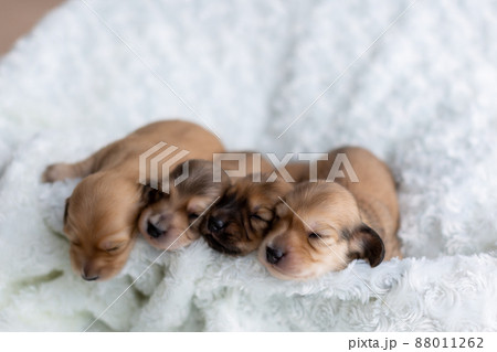 仔犬 カニンヘンダックスフンド 仔犬 カニンヘンダックスフンド 88011262
