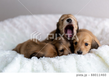 仔犬　カニンヘンダックスフンド 88011460