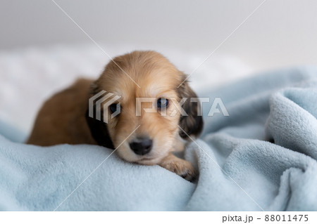 仔犬 カニンヘンダックスフンド 仔犬 カニンヘンダックスフンド 88011475
