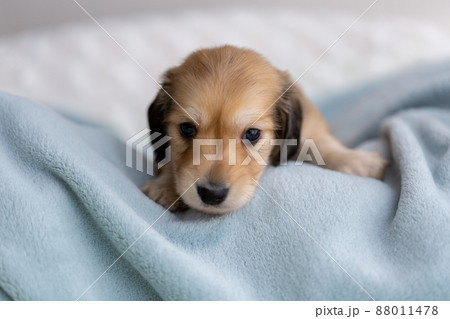 仔犬　カニンヘンダックスフンド 88011478