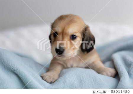 仔犬　カニンヘンダックスフンド 88011480
