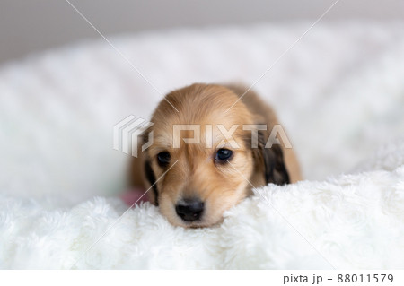 仔犬　カニンヘンダックスフンド 88011579