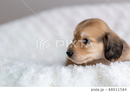 仔犬　カニンヘンダックスフンド 88011584