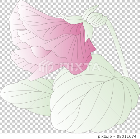 小さなスイートピーの花のイラスト 88011674