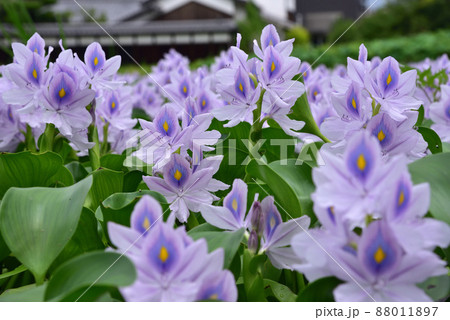 本薬師寺跡のホテイアオイの花 88011897