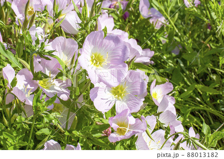 ヒルザキツキミソウ 88013182