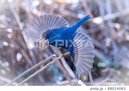 幸せの青い鳥と人気のルリビタキの飛翔シーン 88014063