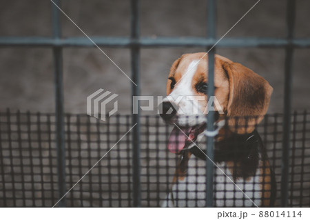 Blurred of beagle dog. Beagle dogs sitting behind gate and waiting for owner at house leak. Blurred of beagle dog. Beagle dogs sitting behind gate and waiting for owner at house leak. 88014114