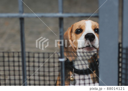 Beagle puppy. Beagle dogs sitting behind gate and waiting for owner at house leak. watchdog. Dog with longing waiting for his owner to get home. 88014121