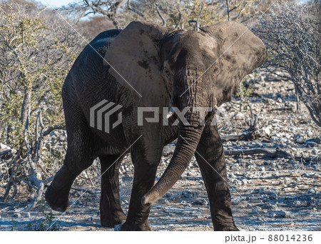 Closeup of an African Elephant Passing By Closeup of an African Elephant Passing By 88014236
