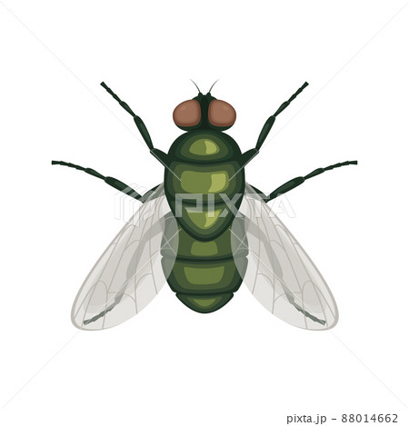 The green fly .Fly insect. Image of a fly top view. A flying insect. Vector illustration isolated on a white background 88014662