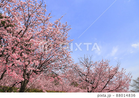 密蔵院と安行桜（あんぎょうざくら）　（埼玉県川口市安行原）　 88014836