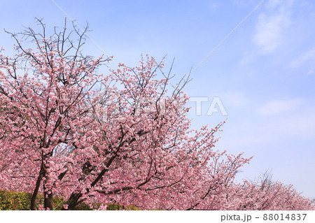 密蔵院と安行桜(あんぎょうざくら) (埼玉県川口市安行原) 密蔵院と安行桜(あんぎょうざくら) (埼玉県川口市安行原) 88014837