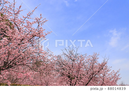 密蔵院と安行桜(あんぎょうざくら) (埼玉県川口市安行原) 密蔵院と安行桜(あんぎょうざくら) (埼玉県川口市安行原) 88014839
