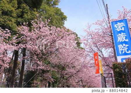 密蔵院と安行桜（あんぎょうざくら）　（埼玉県川口市安行原）　 88014842