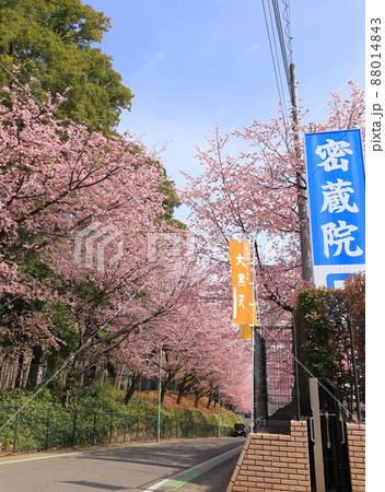 密蔵院と安行桜（あんぎょうざくら）　（埼玉県川口市安行原）　 88014843