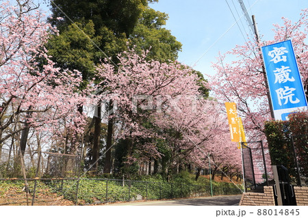 密蔵院と安行桜（あんぎょうざくら）　（埼玉県川口市安行原）　 88014845