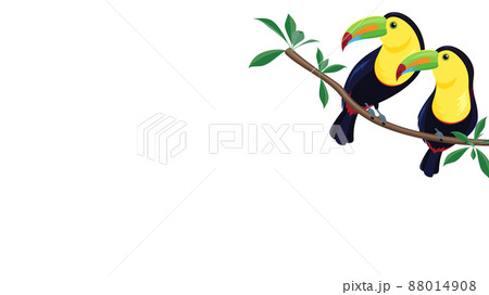 サンショクキムネオオハシのイラスト_フレーム_16:9 88014908