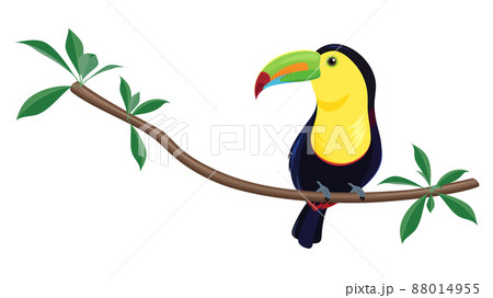 サンショクキムネオオハシのイラスト 88014955