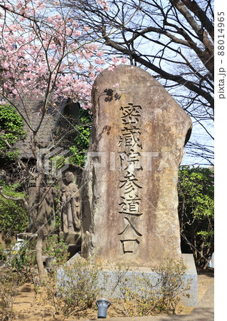 密蔵院　参道入口の石碑と安行桜（埼玉県川口市安行原） 88014965