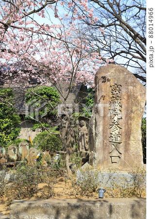 密蔵院 参道入口の石碑と安行桜(埼玉県川口市安行原) 密蔵院 参道入口の石碑と安行桜(埼玉県川口市安行原) 88014966