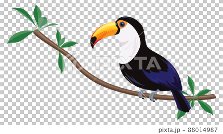 オニオオハシのイラスト 88014987