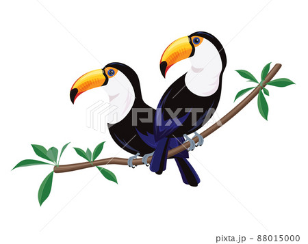 オニオオハシのイラスト オニオオハシのイラスト 88015000