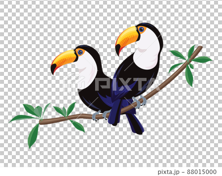 オニオオハシのイラスト オニオオハシのイラスト 88015000