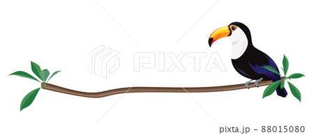 オニオオハシのイラスト_フレーム_木の枝のライン 88015080