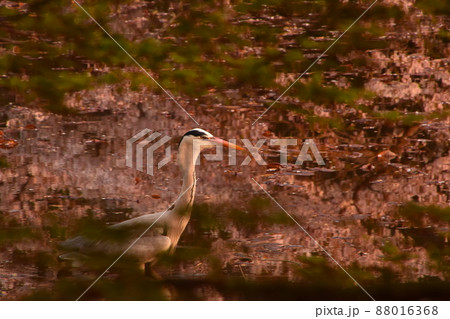 桜が映る水辺で散歩する青鷺 88016368