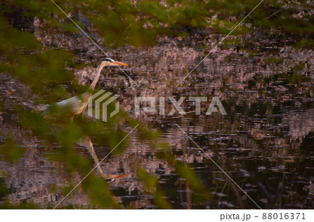 桜が映る水辺で散歩する青鷺 88016371