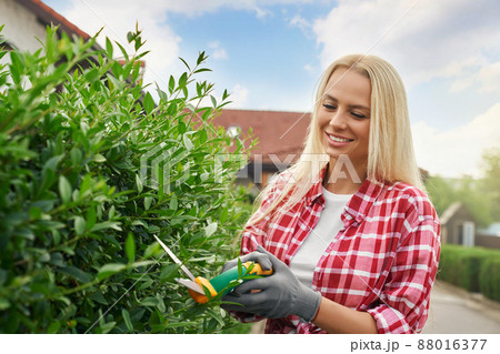 Positive caucasian woman with blond hair using gardening scissors for trimming overgrown bushes on back yard. Concept of people, summer time and landscaping. Positive caucasian woman with blond hair using gardening scissors for trimming overgrown bushes on back yard. Concept of people, summer time and landscaping. 88016377