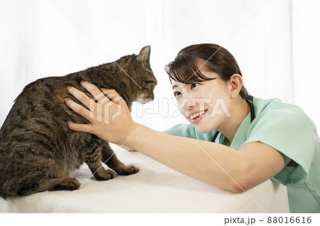 猫の診察をする女性獣医師 猫の診察をする女性獣医師 88016616