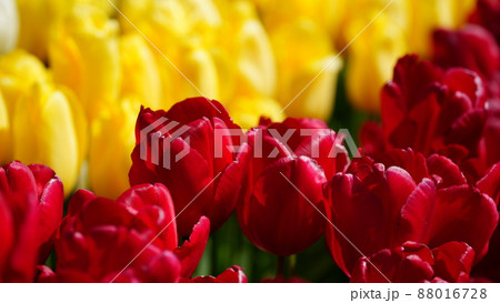 チューリップ/赤黄色2022 88016728