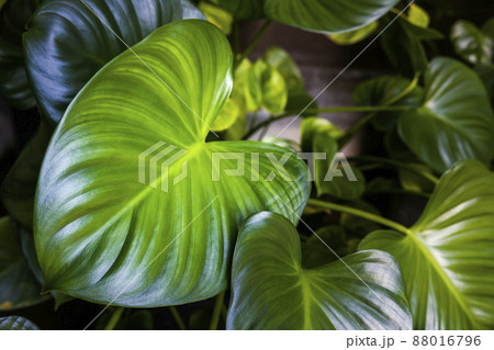 Closeup view big green leaf, tropical leaves, High quality photo Closeup view big green leaf, tropical leaves, High quality photo 88016796