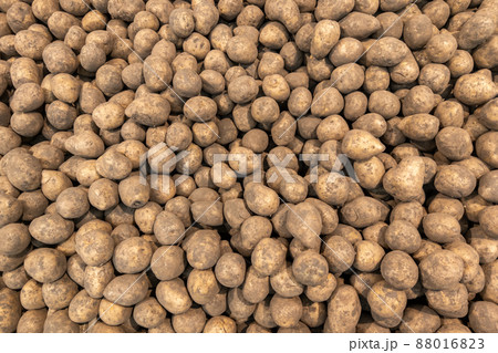pile of dirty raw unpeeled potatoes - full frame background 88016823