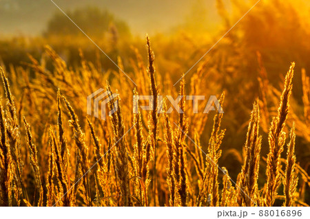 Golden dry long Stipa tenacissima or ssparto feather grass at autumn morning with selective focus. Golden dry long Stipa tenacissima or ssparto feather grass at autumn morning with selective focus. 88016896