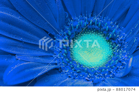Classic blue toned gerbera under air bubbles close-up 88017074