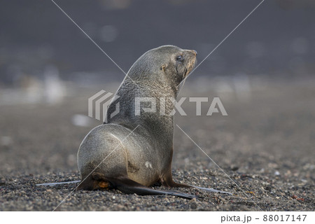 Antarctic fur seal, Deception Island ,Antartic peninsula. Antarctic fur seal, Deception Island ,Antartic peninsula. 88017147