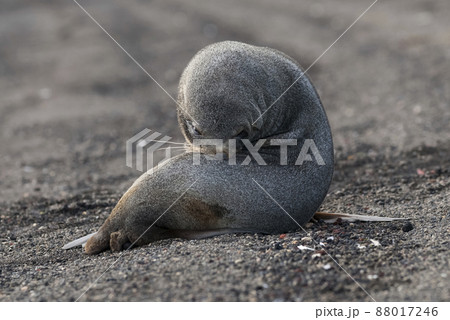 Antarctic fur seal, Deception Island ,Antartic peninsula. 88017246