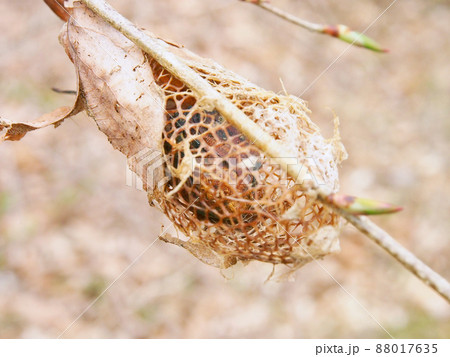 クスサン(蛾)の繭の中に蛹の抜け殻 クスサン(蛾)の繭の中に蛹の抜け殻 88017635