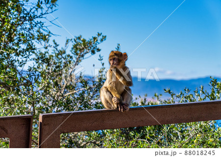 Wild macaque or Gibraltar monkey, attraction of the British overseas territory. Wild macaque or Gibraltar monkey, attraction of the British overseas territory. 88018245