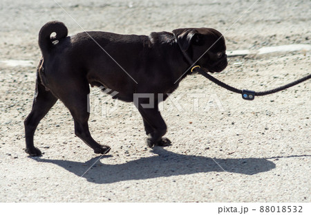 Black pug dog on a leash on a sunny day. Black pug dog on a leash on a sunny day. 88018532