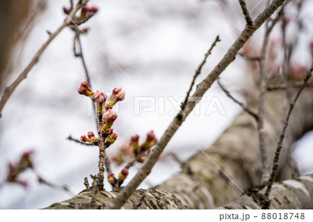 桜　蕾 88018748