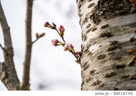 桜　蕾 88018749