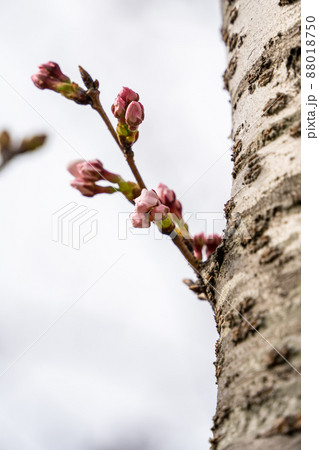 桜　蕾 88018750