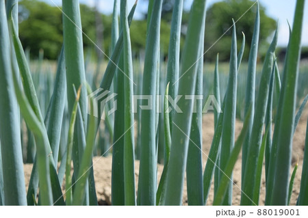 長ネギ畑 長ネギ畑 88019001