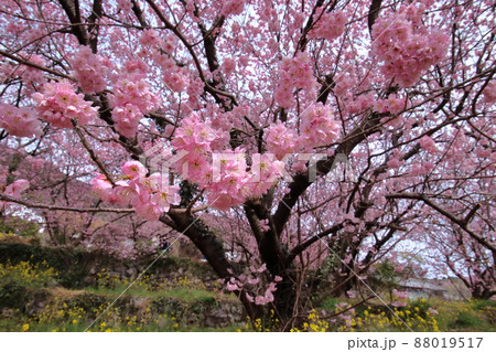 雪割桜　咲き誇る　（高知県　須崎市　桑田山） 88019517