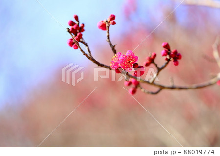 梅の花 大盃 梅の花 大盃 88019774